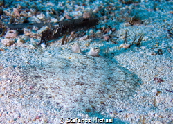 Wide-eyed Flounder - Bothus podas by Stefanos Michael 